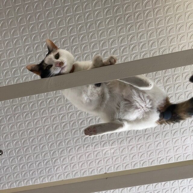 保護猫と一緒に暮らす空間